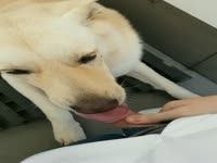 Dog licks my dick 